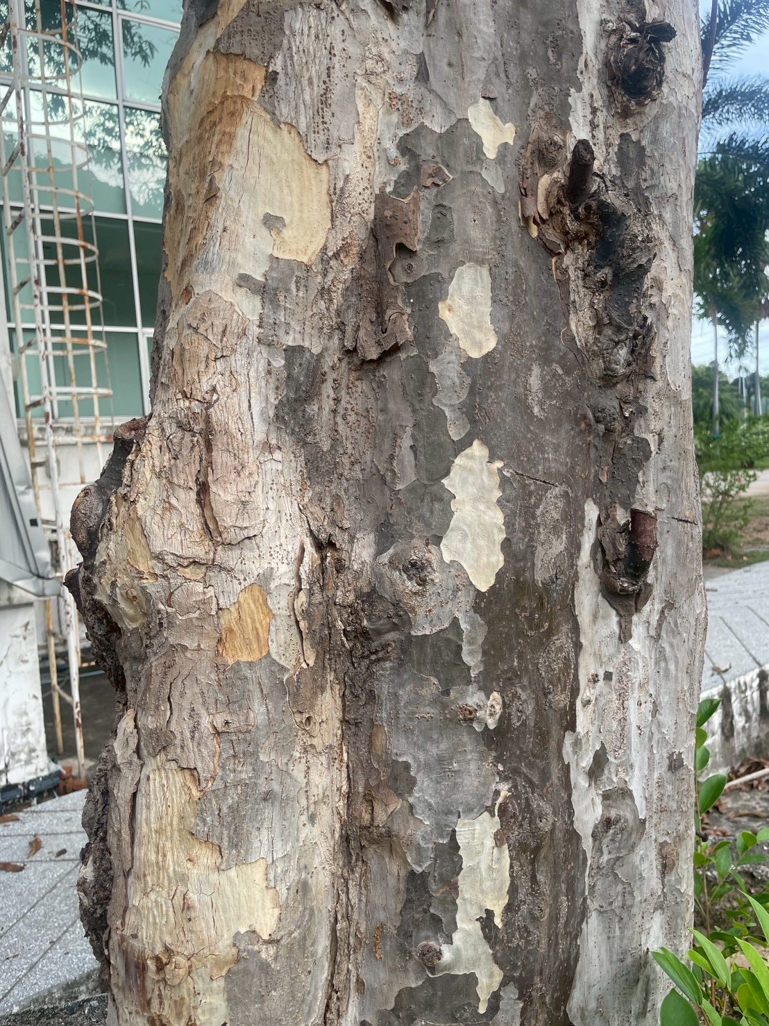 ปาโลแซนโตส (trunk)