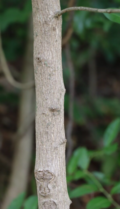 ขันทองพยาบาท (trunk)
