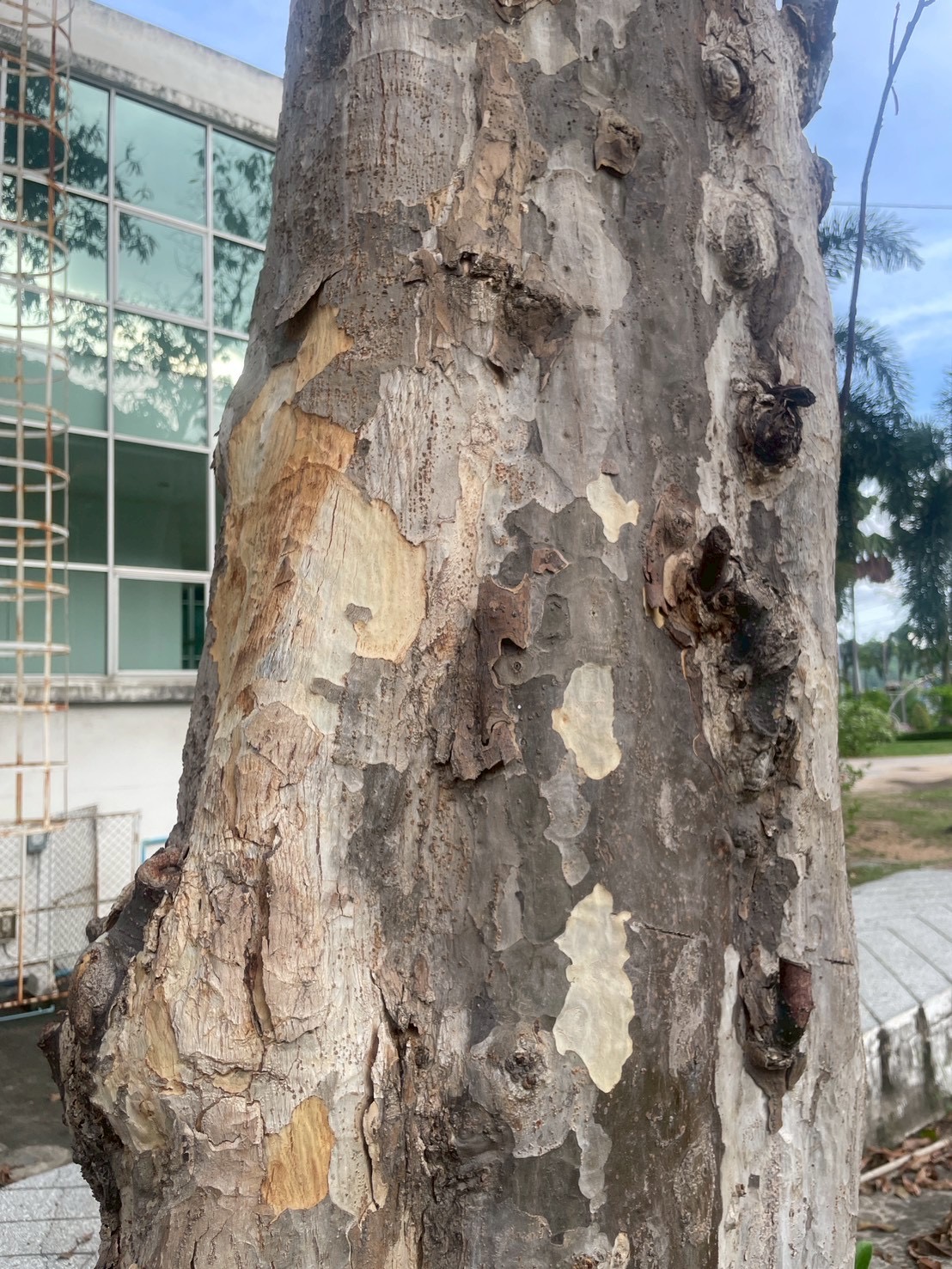 ปาโลแซนโตส (trunk)