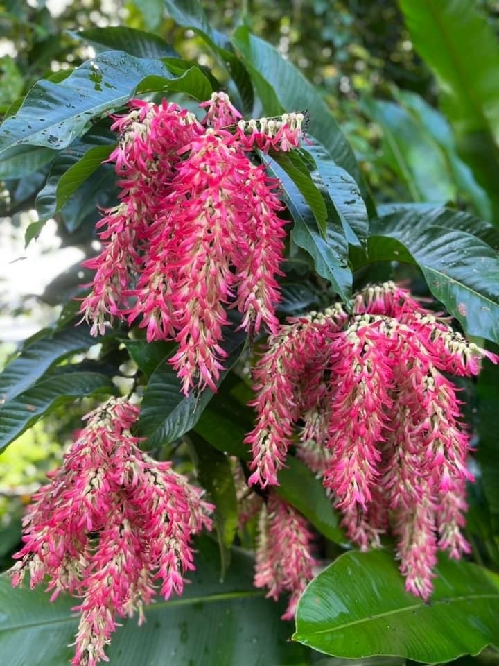 ปาโลแซนโตส (flower)