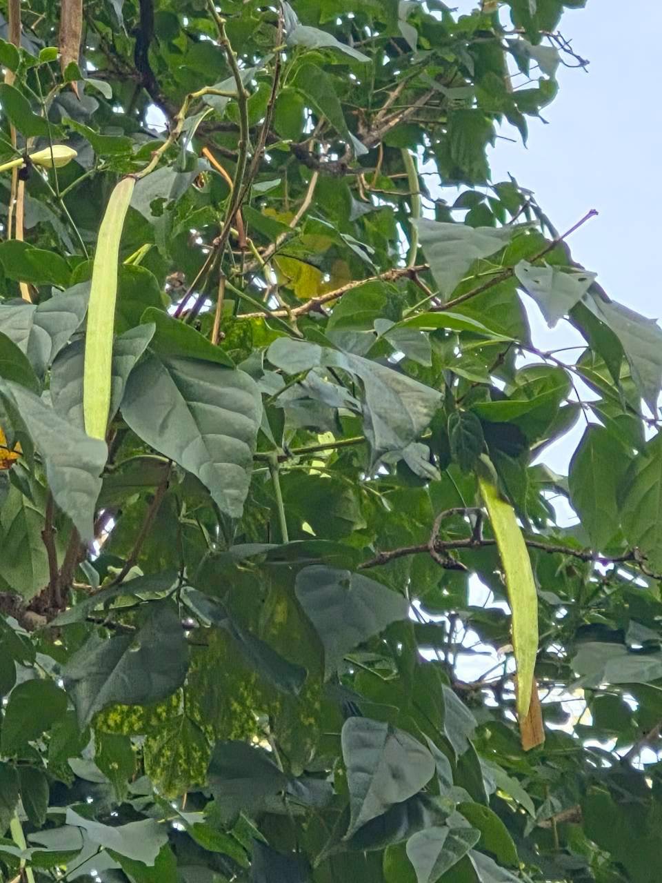 ปีบ (fruit)