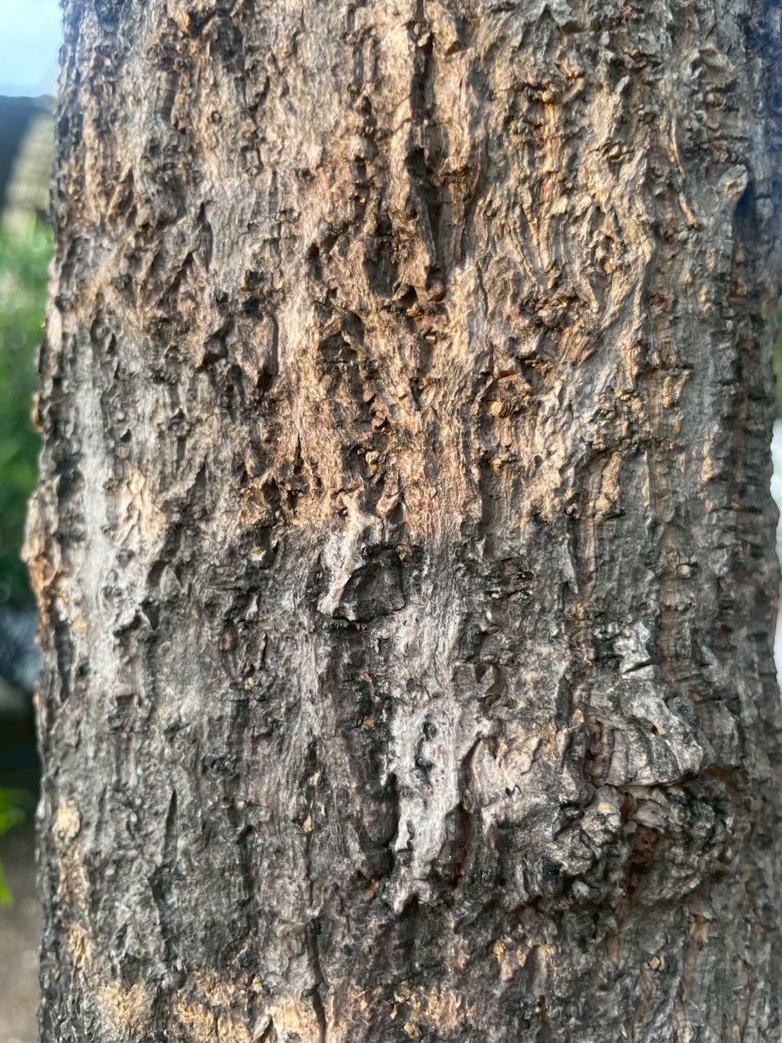 ปีบ (trunk)