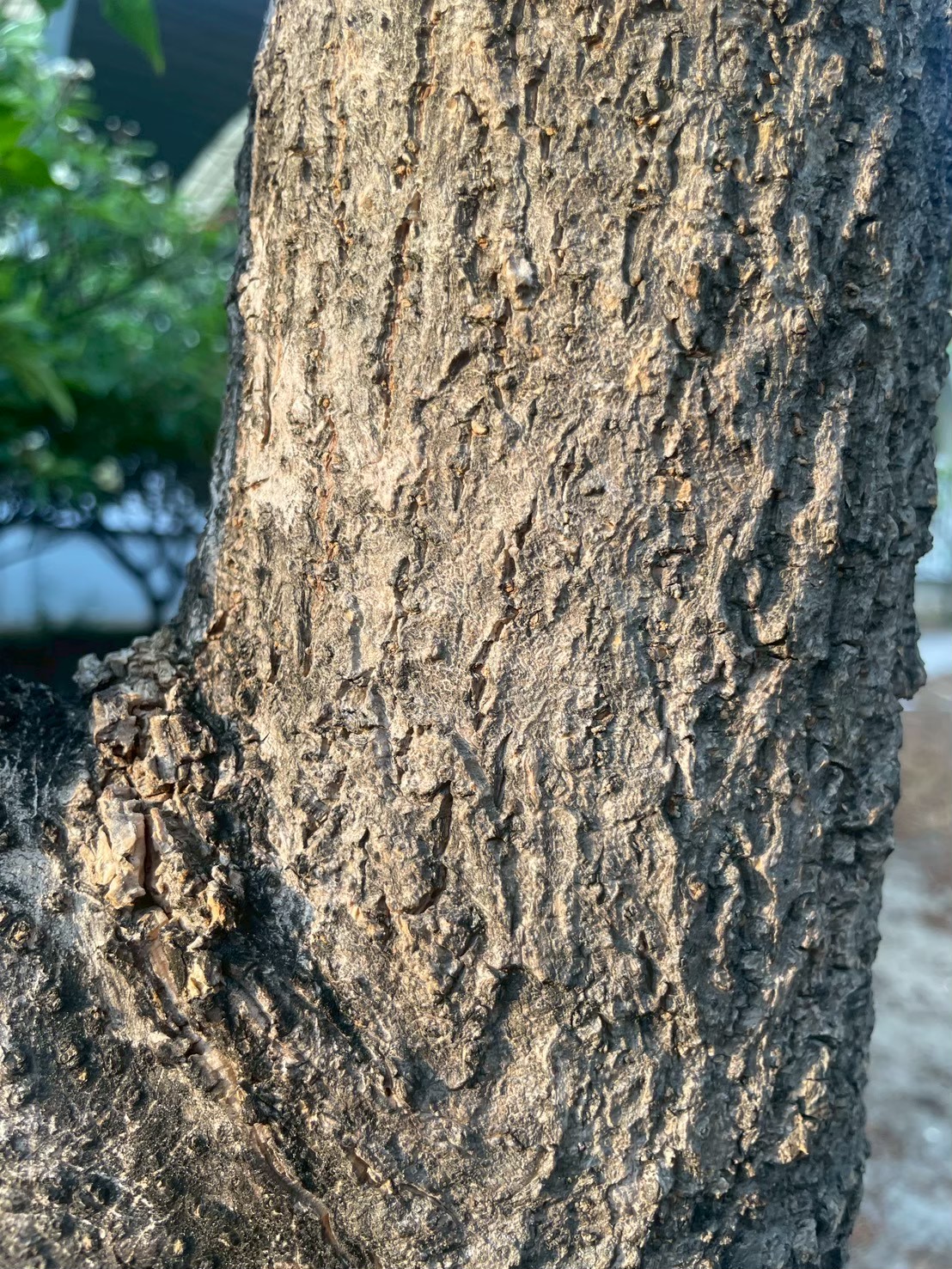 ปีบ (trunk)