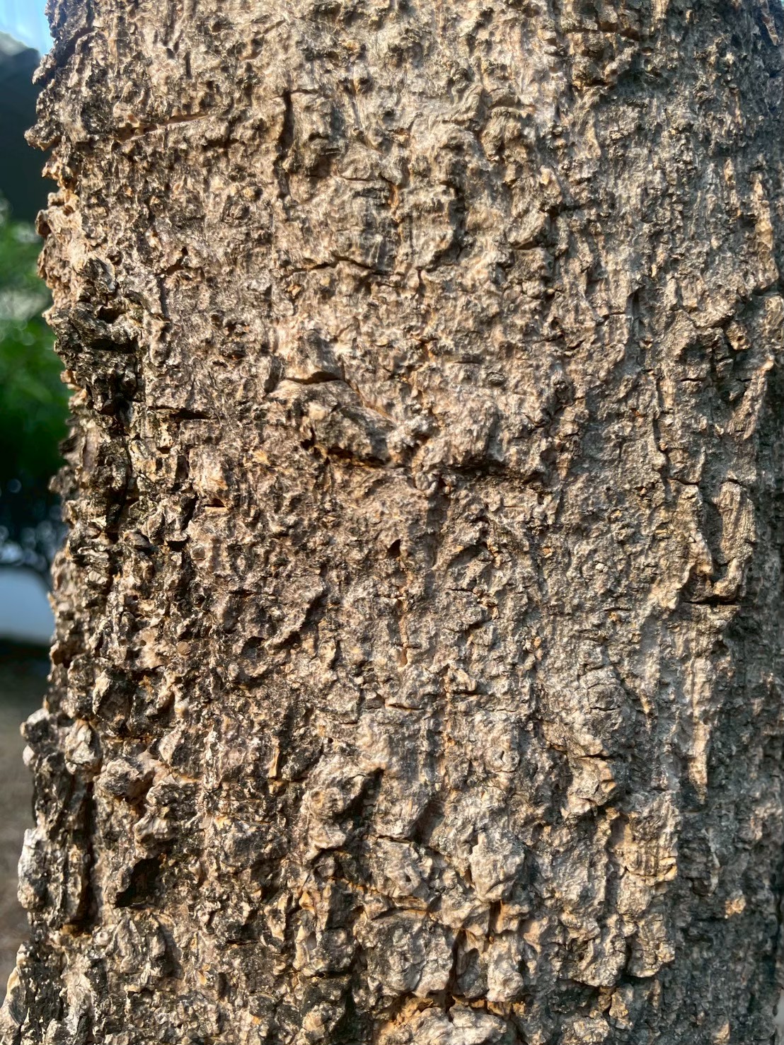 ปีบ (trunk)