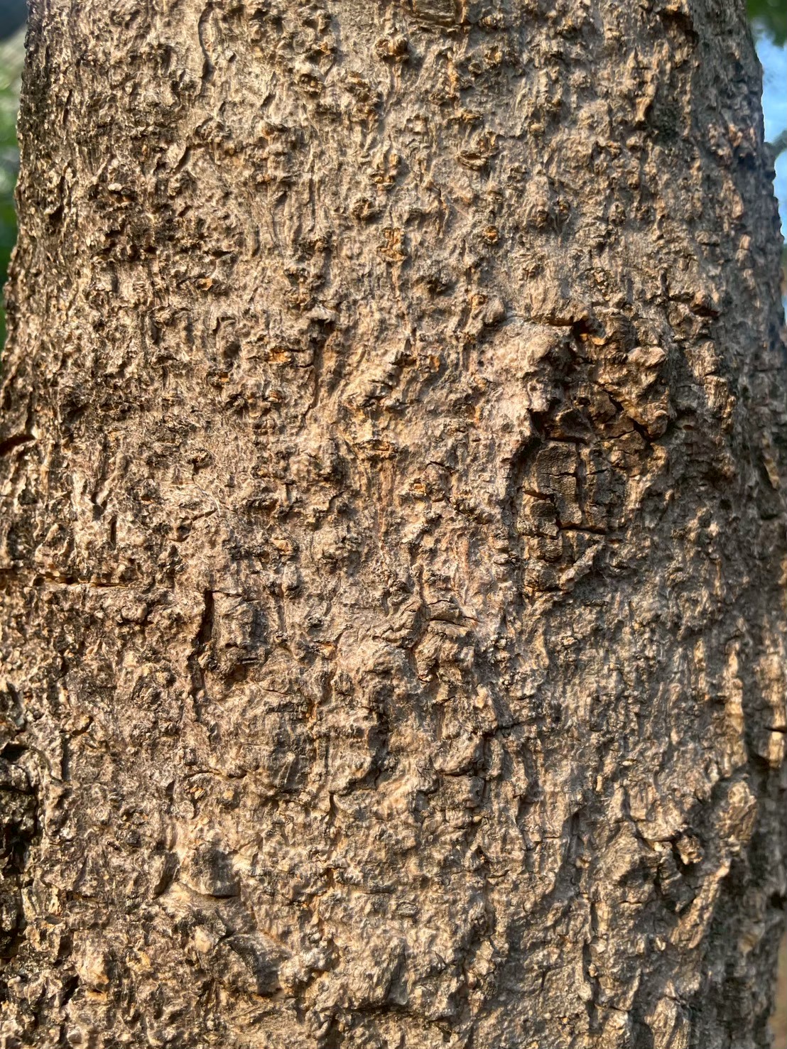 ปีบ (trunk)