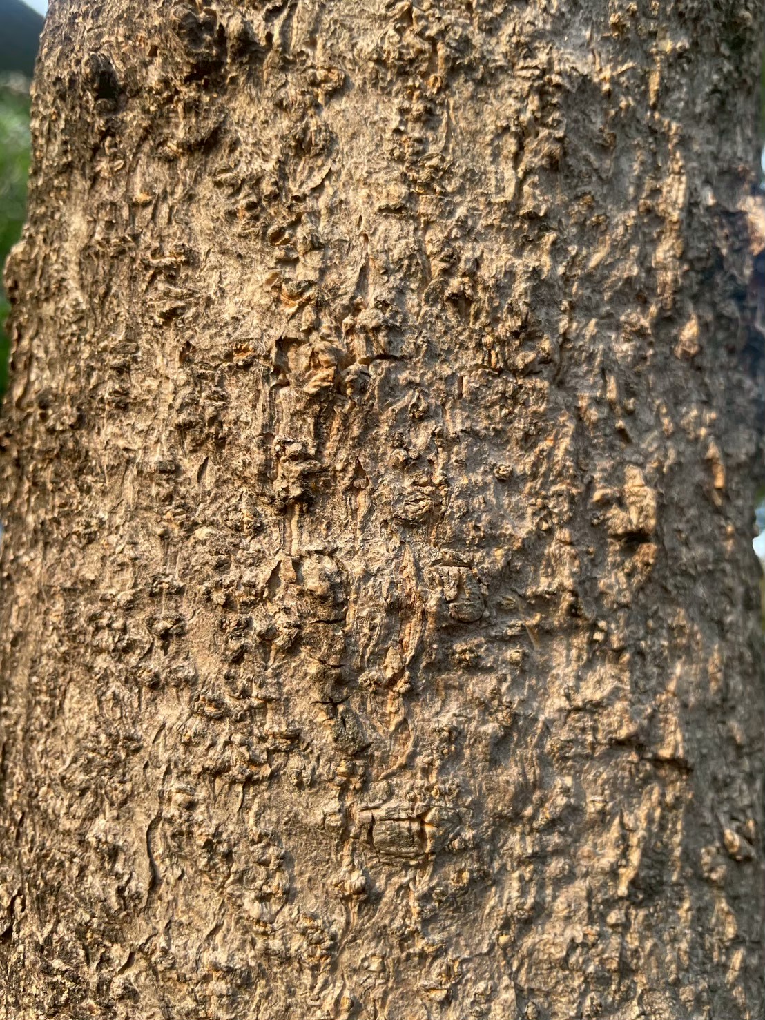 ปีบ (trunk)