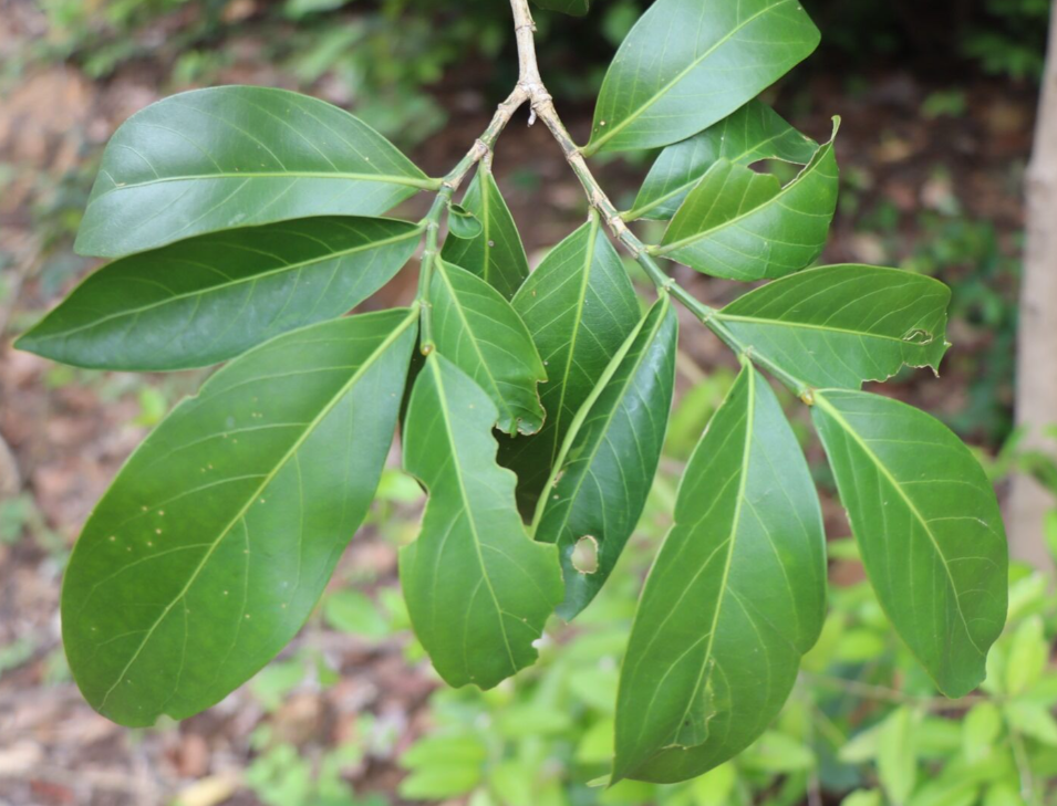 ขันทองพยาบาท (leaf)