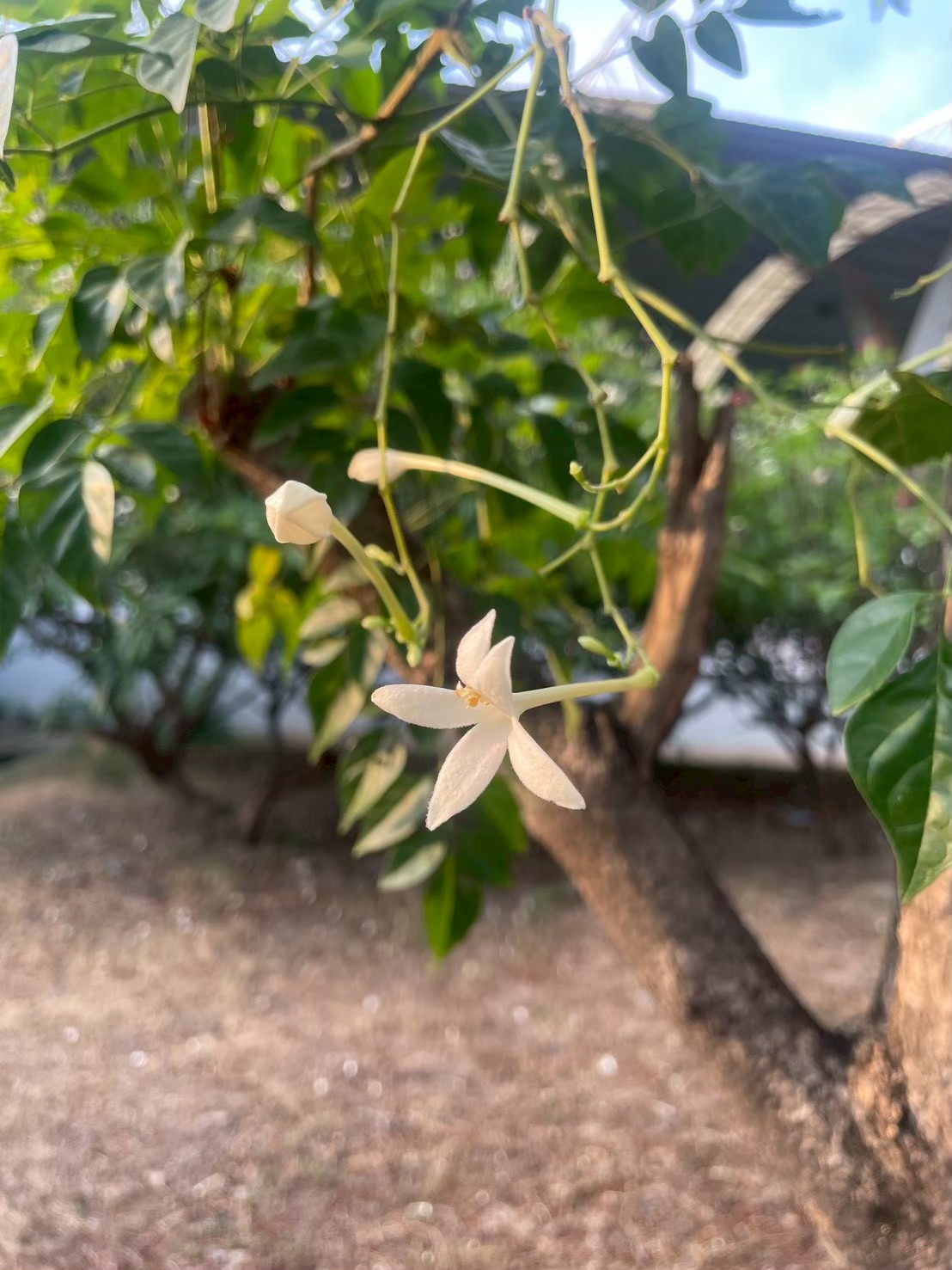 ปีบ (flower)