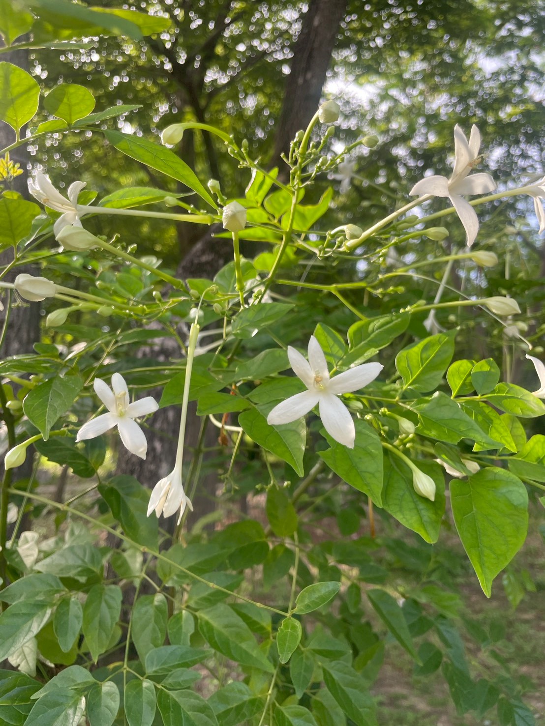 ปีบ (flower)