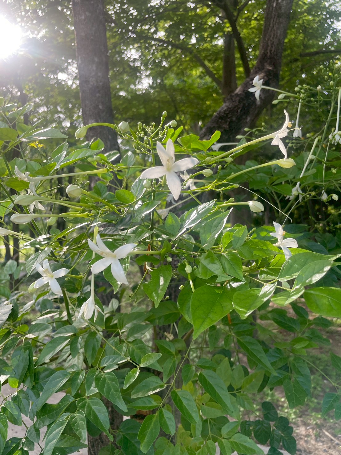 ปีบ (flower)