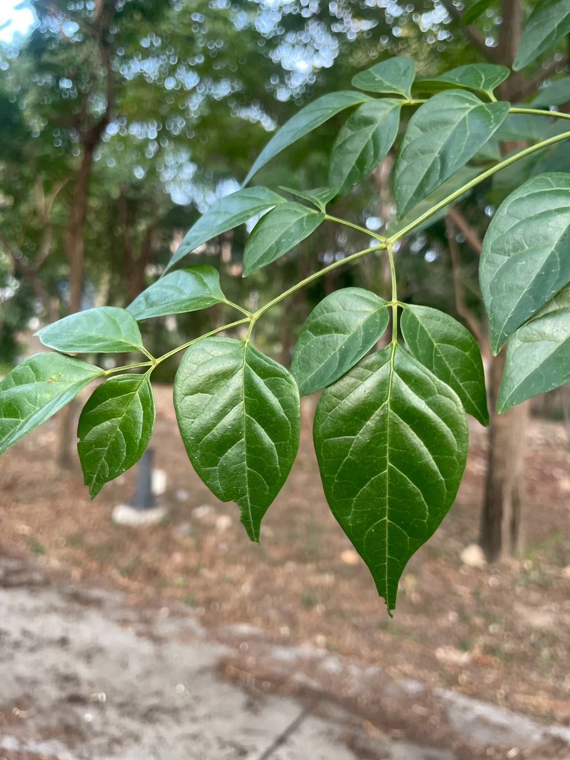 ปีบ (leaf)