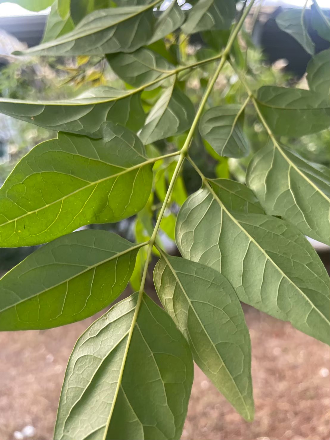 ปีบ (leaf)