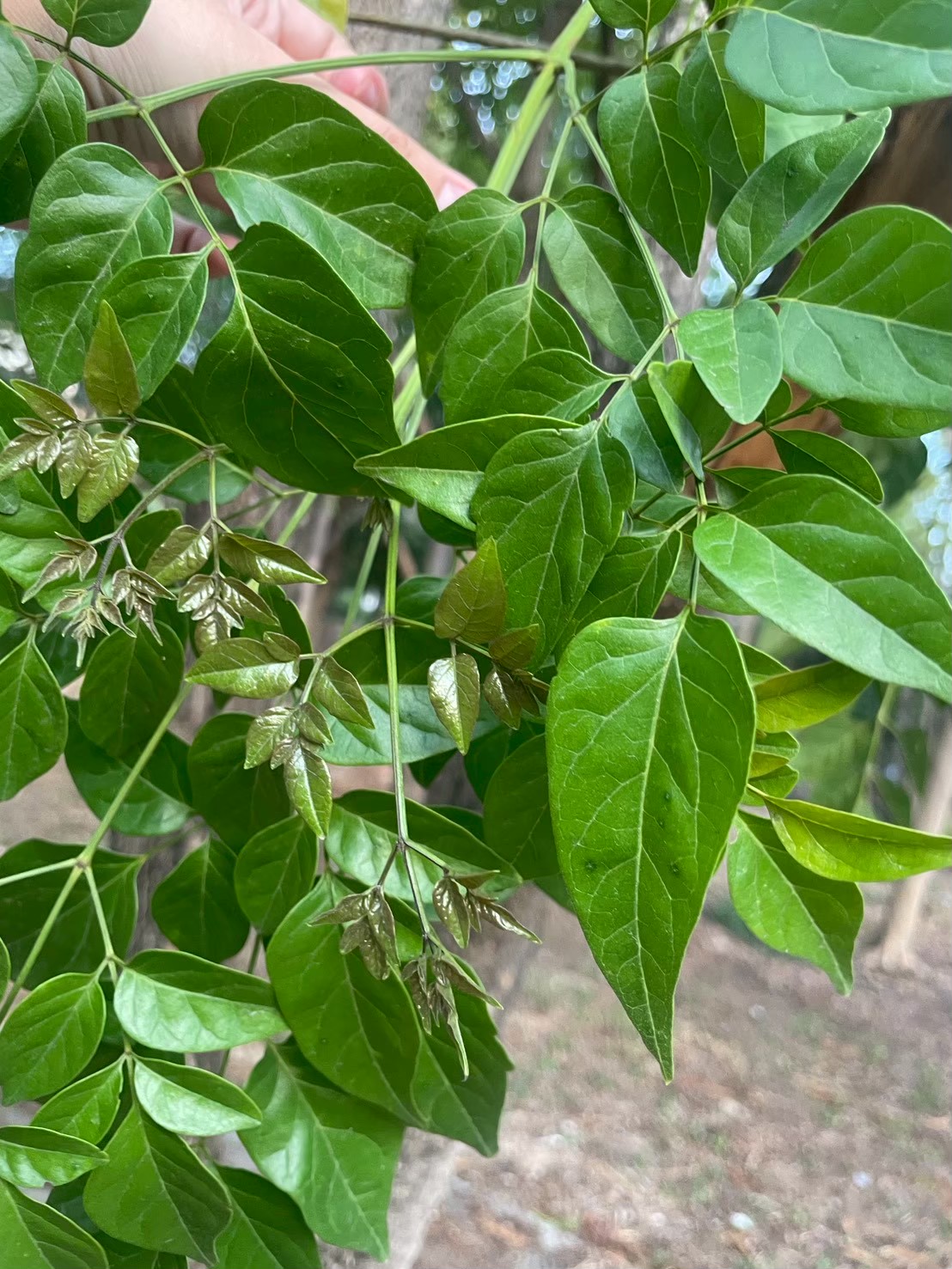 ปีบ (leaf)