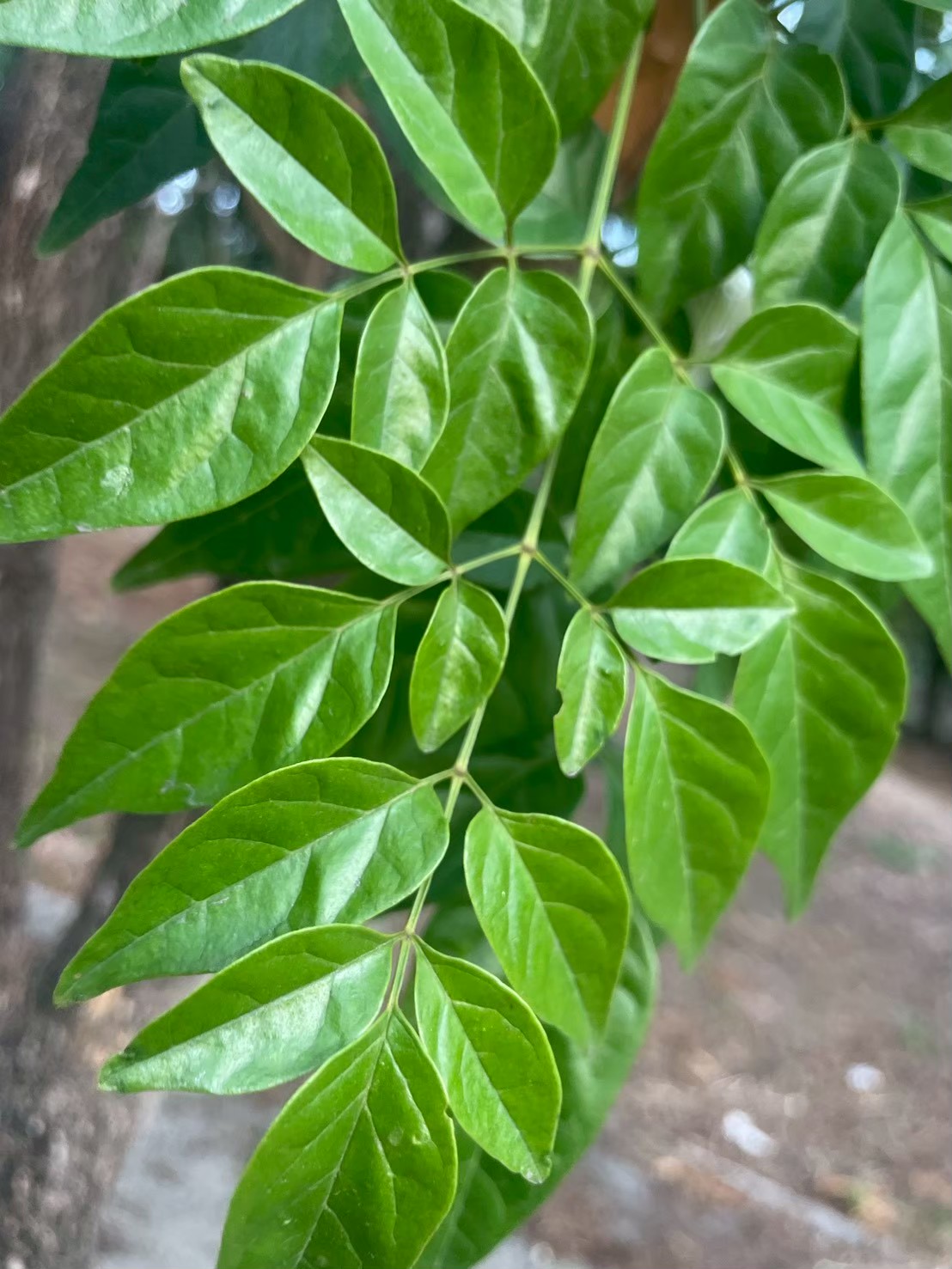 ปีบ (leaf)
