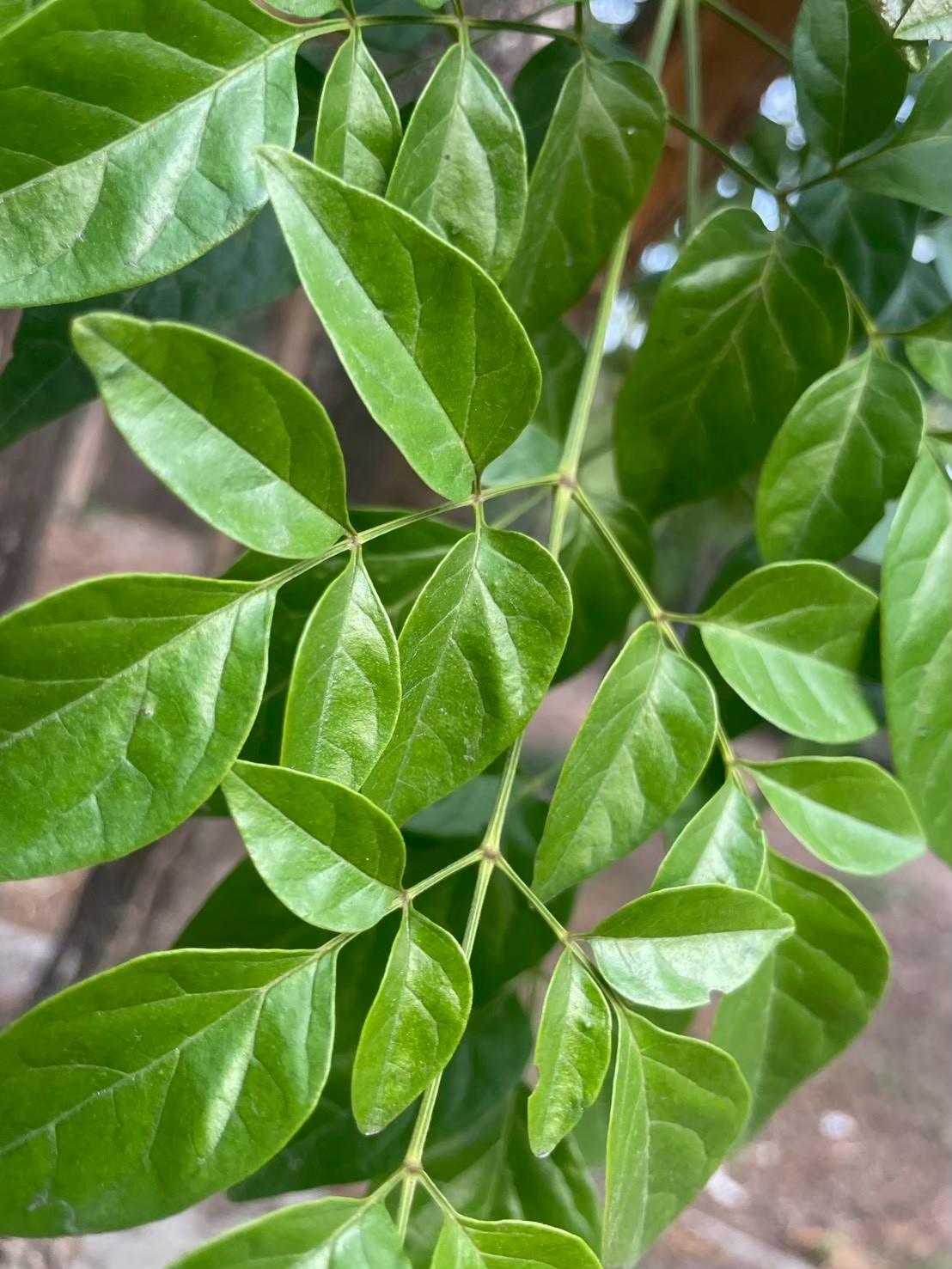 ปีบ (leaf)