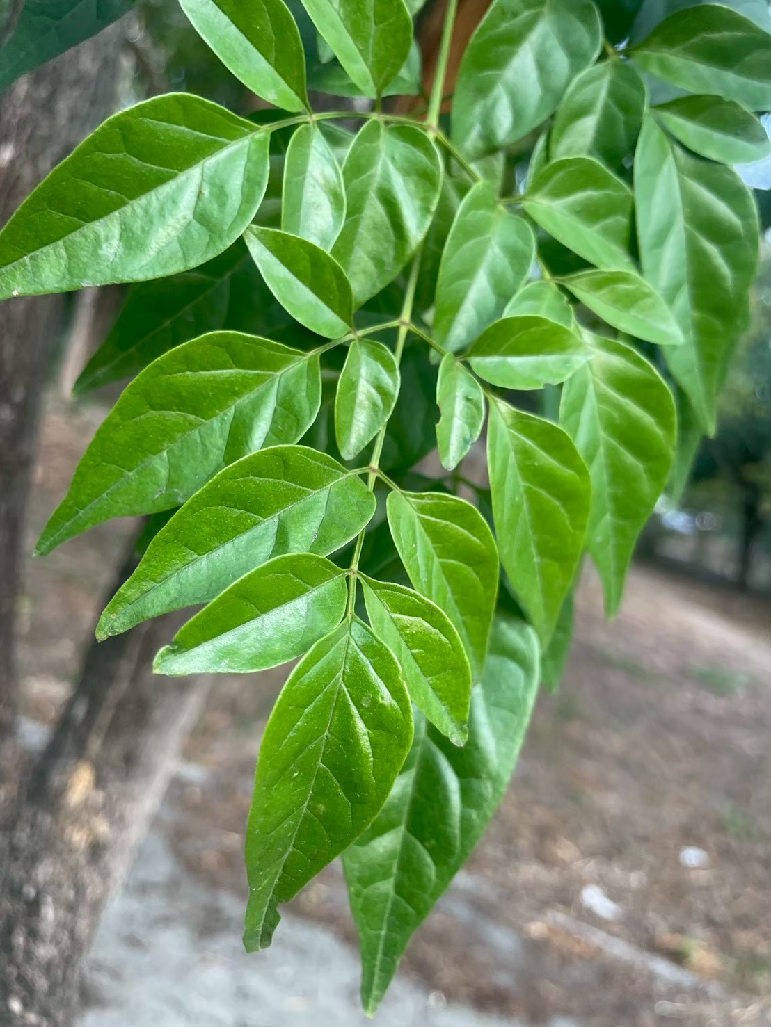 ปีบ (leaf)