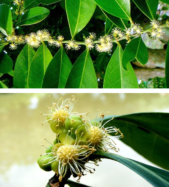 ขันทองพยาบาท (flower)