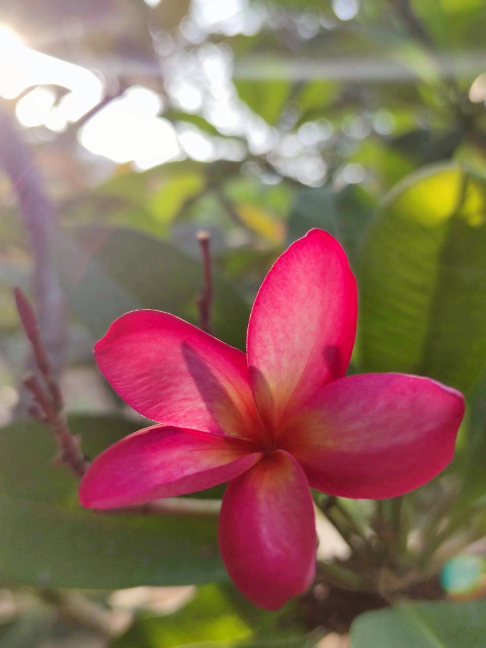 ลีลาวดี (flower)