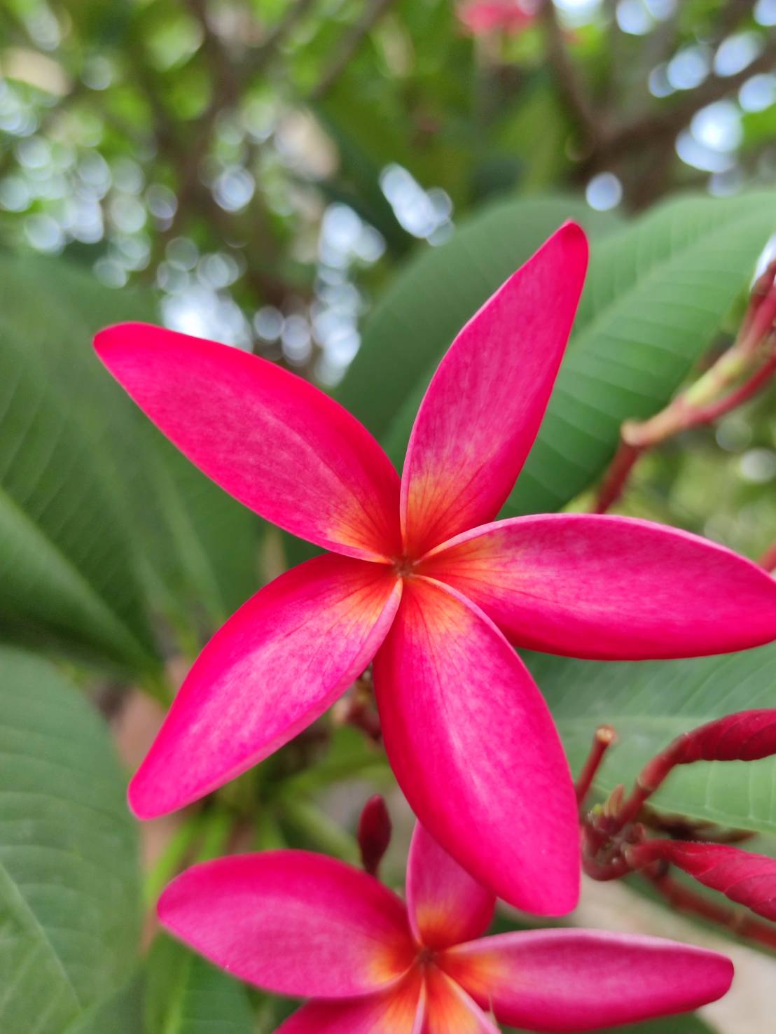 ลีลาวดี (flower)