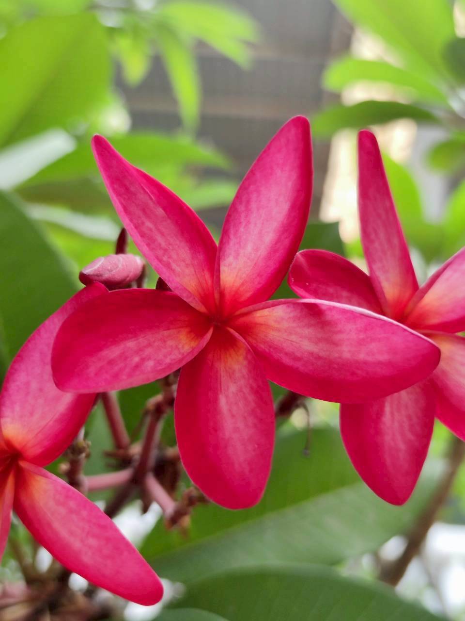 ลีลาวดี (flower)