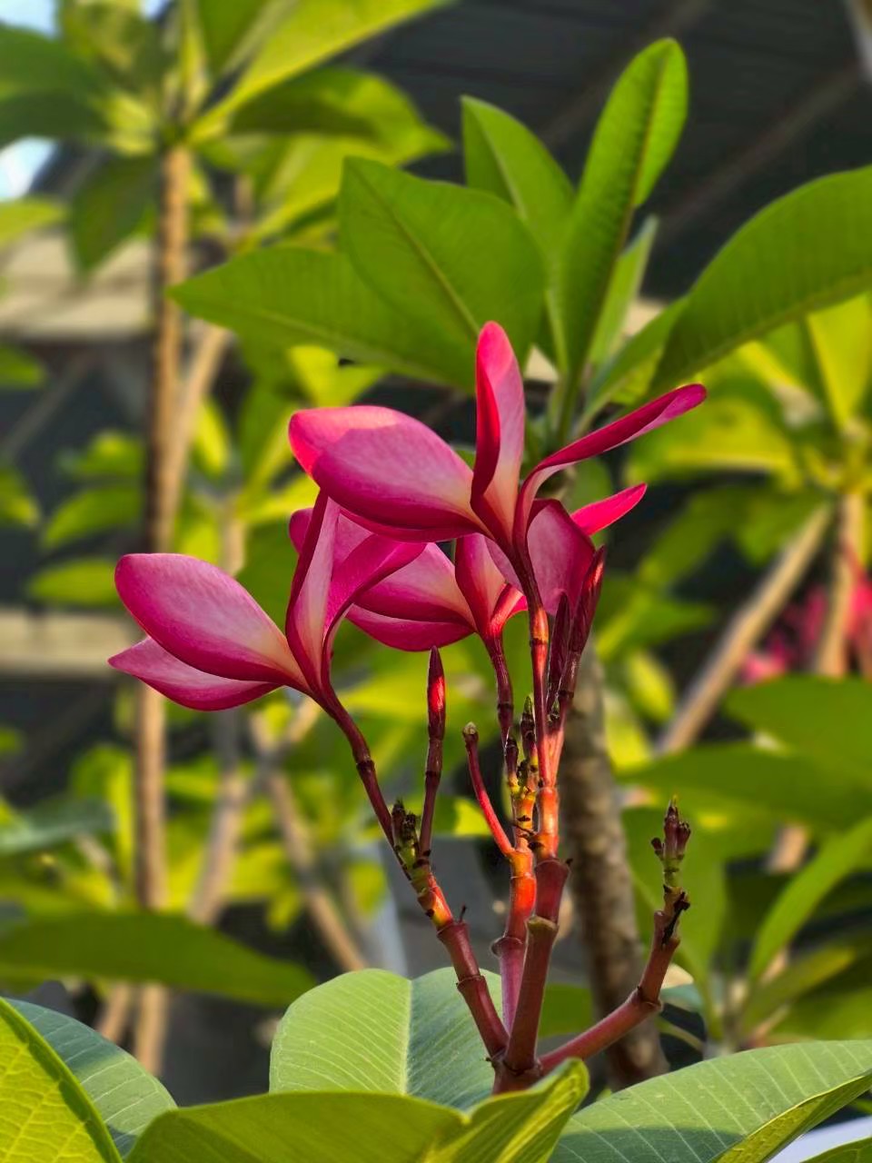 ลีลาวดี (flower)