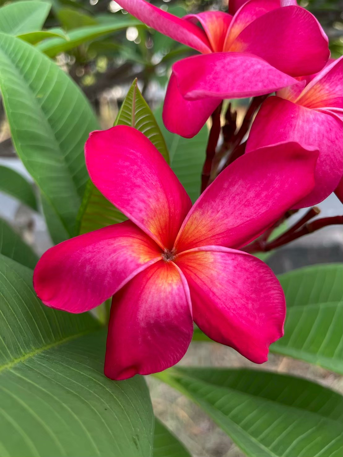 ลีลาวดี (flower)