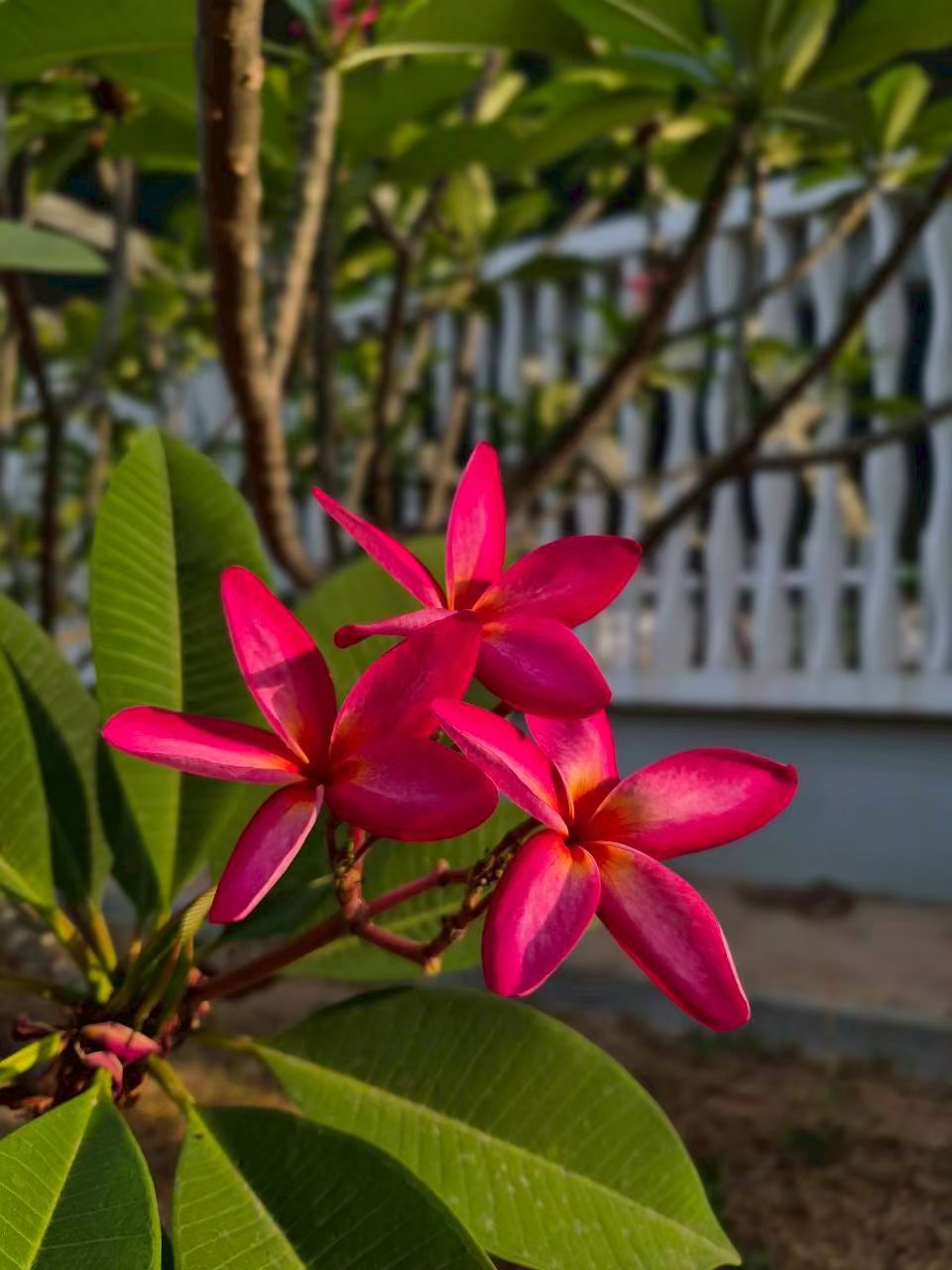 ลีลาวดี (flower)