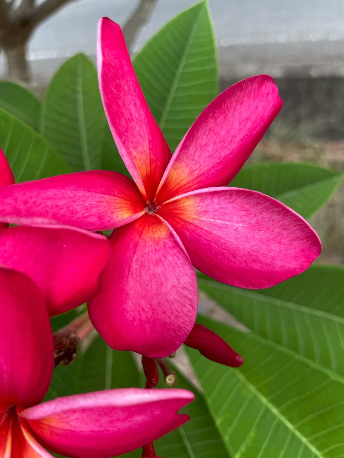 ลีลาวดี (flower)