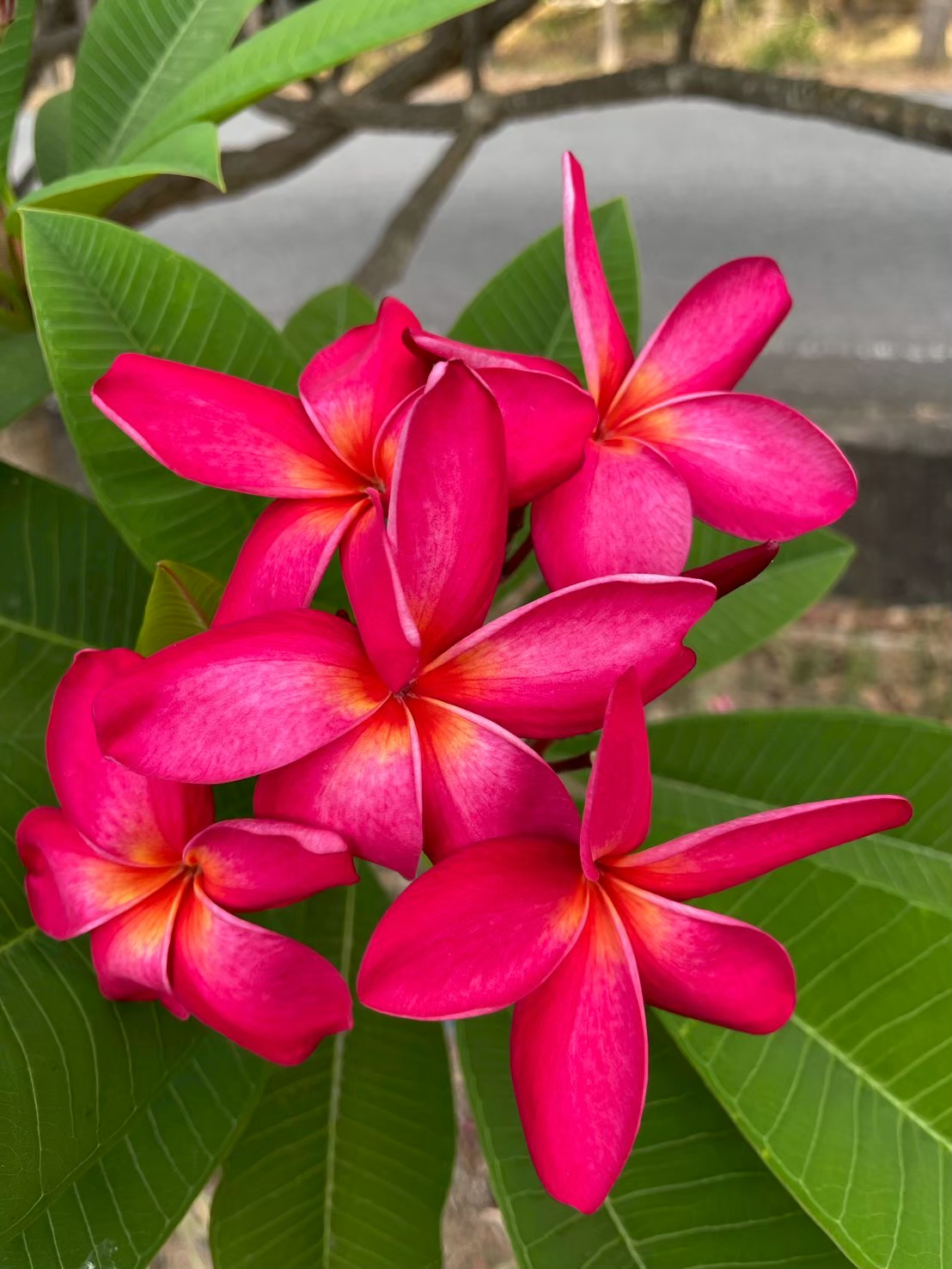 ลีลาวดี (flower)