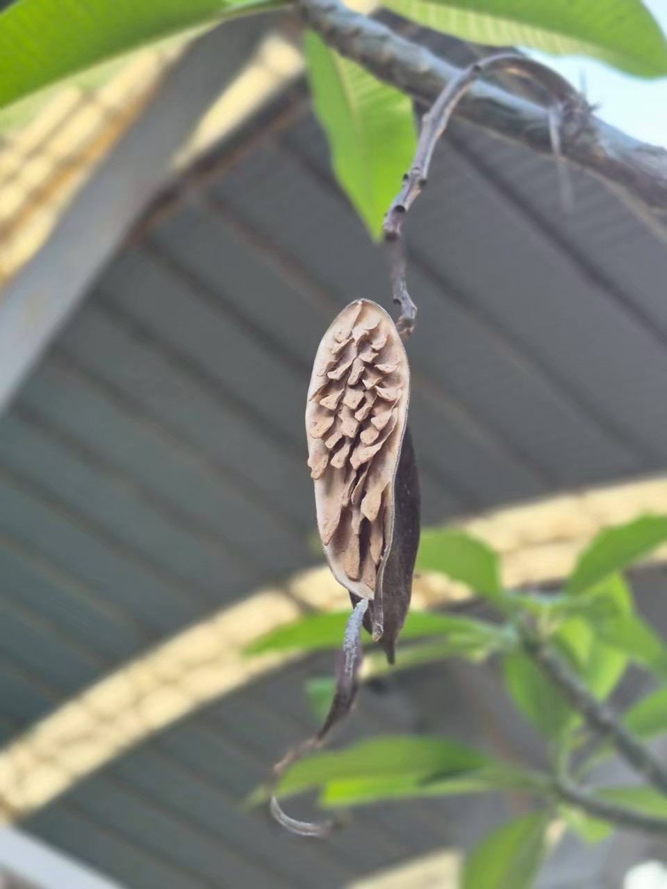 ลีลาวดี (fruit)