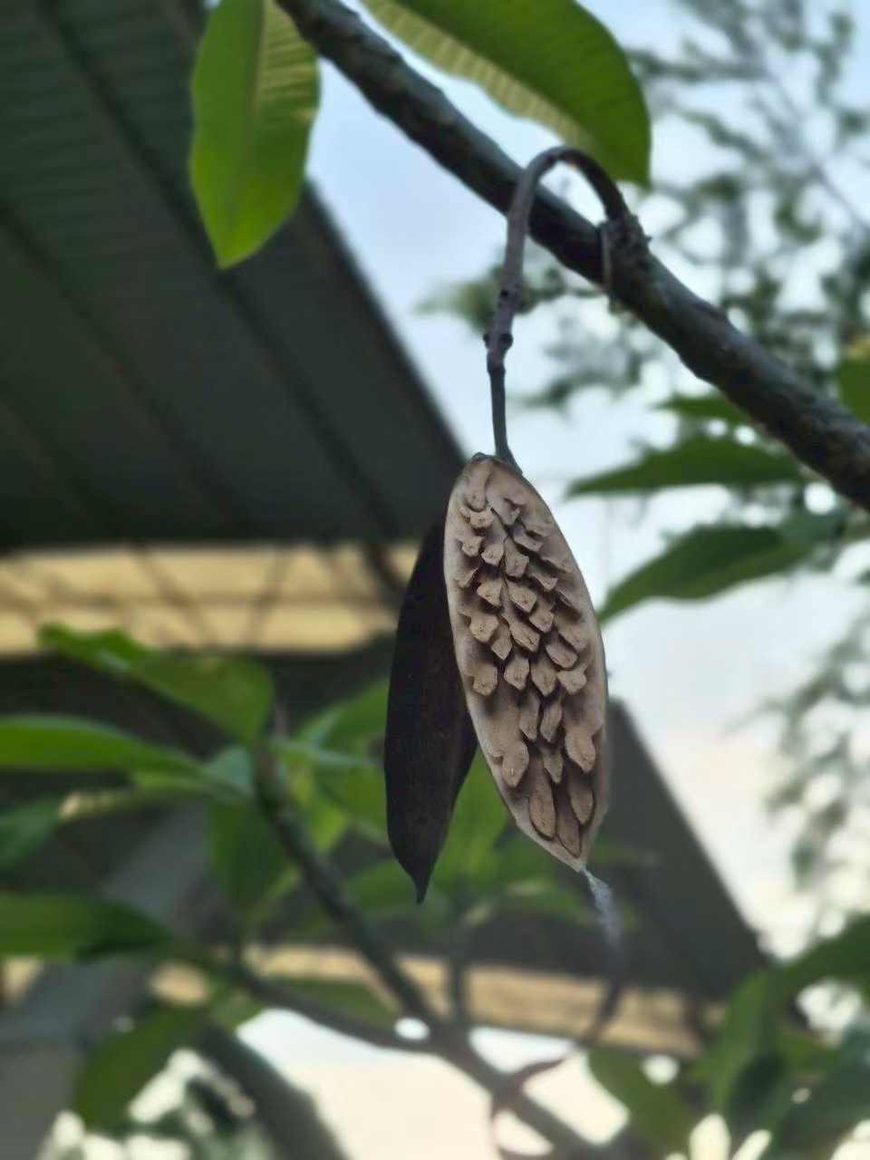 ลีลาวดี (fruit)