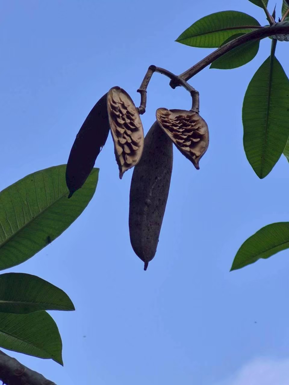 ลีลาวดี (fruit)