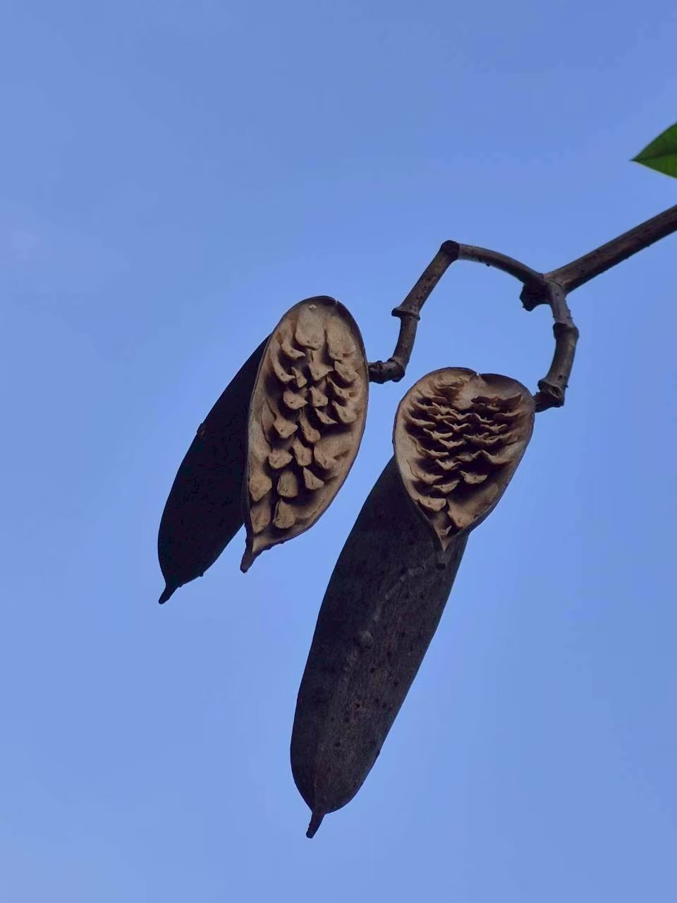 ลีลาวดี (fruit)