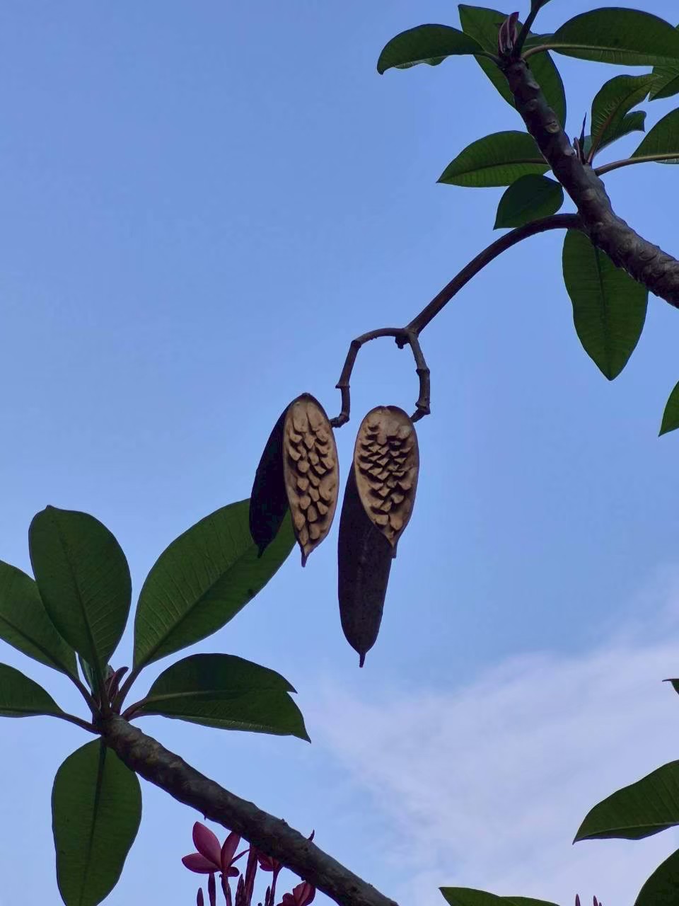 ลีลาวดี (fruit)