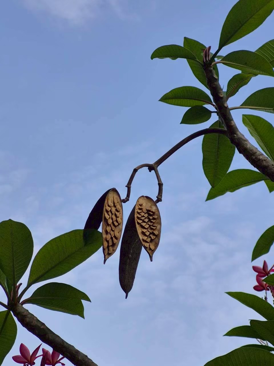 ลีลาวดี (fruit)