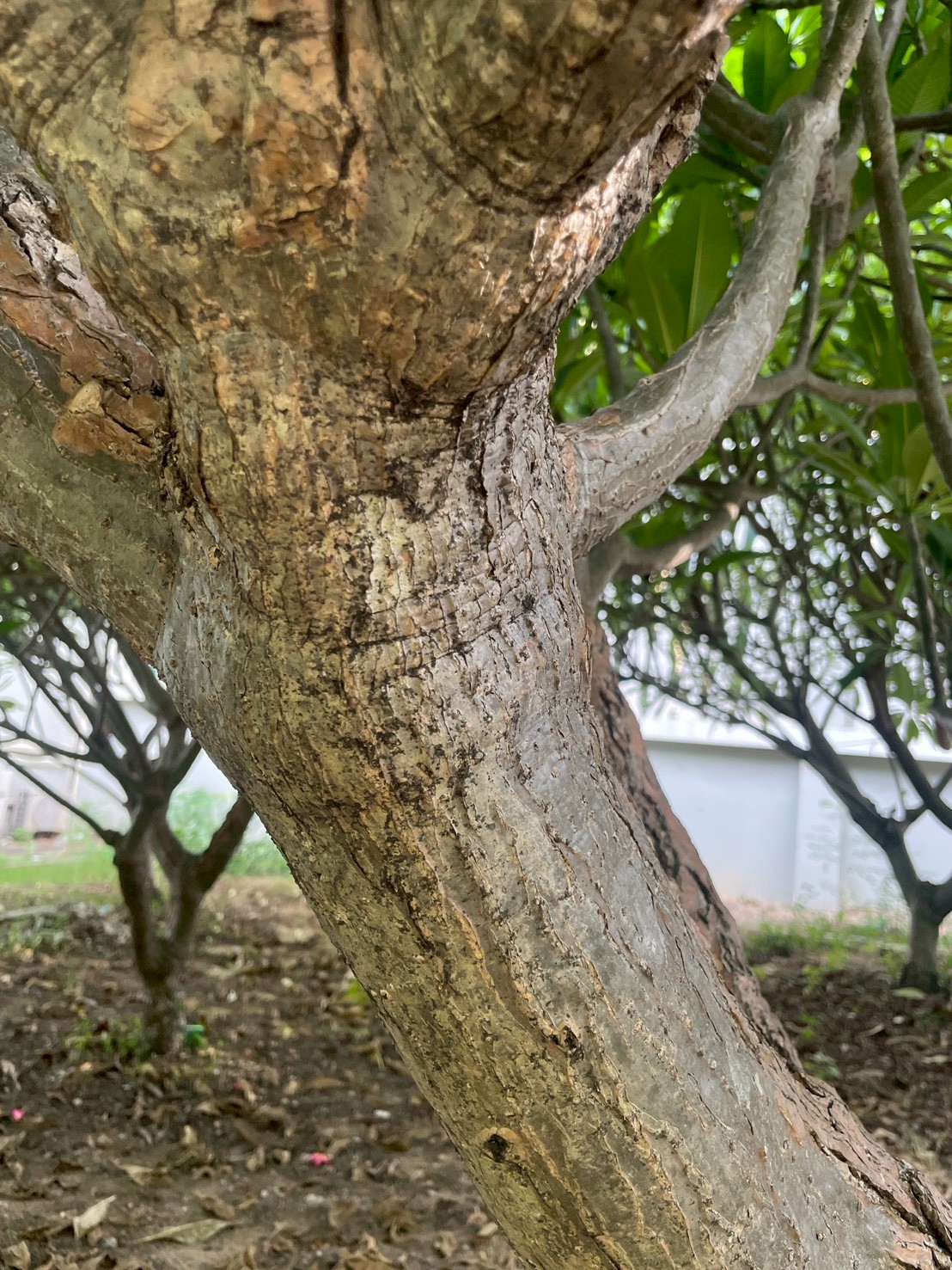 ลีลาวดี (trunk)