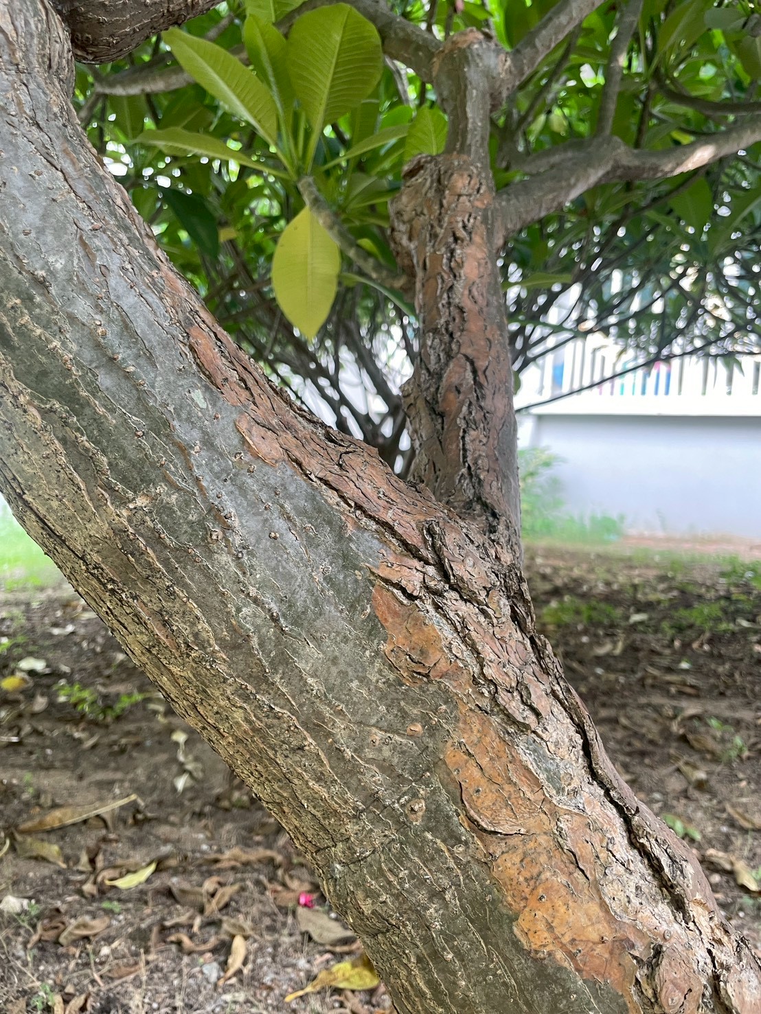 ลีลาวดี (trunk)