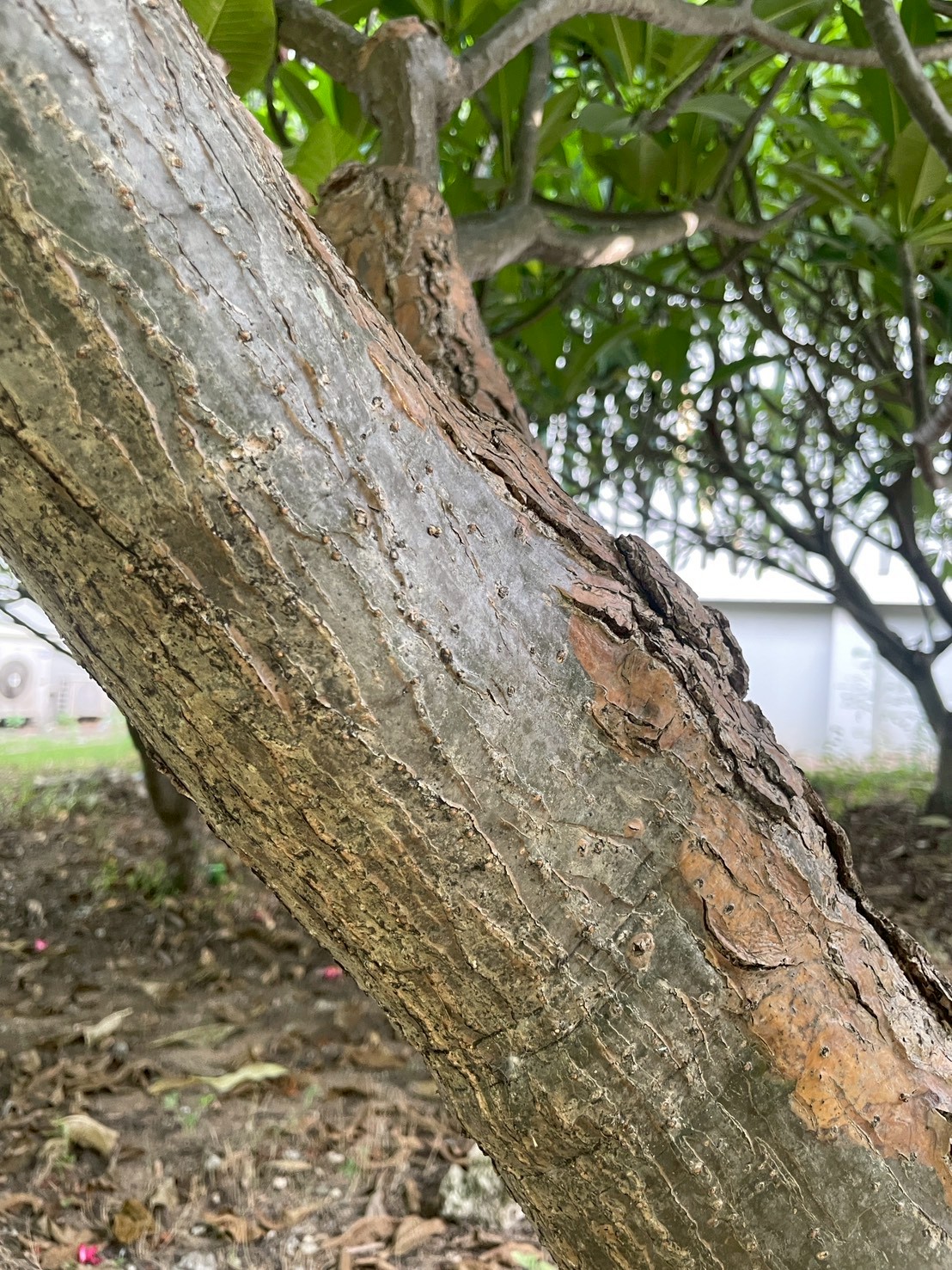 ลีลาวดี (trunk)
