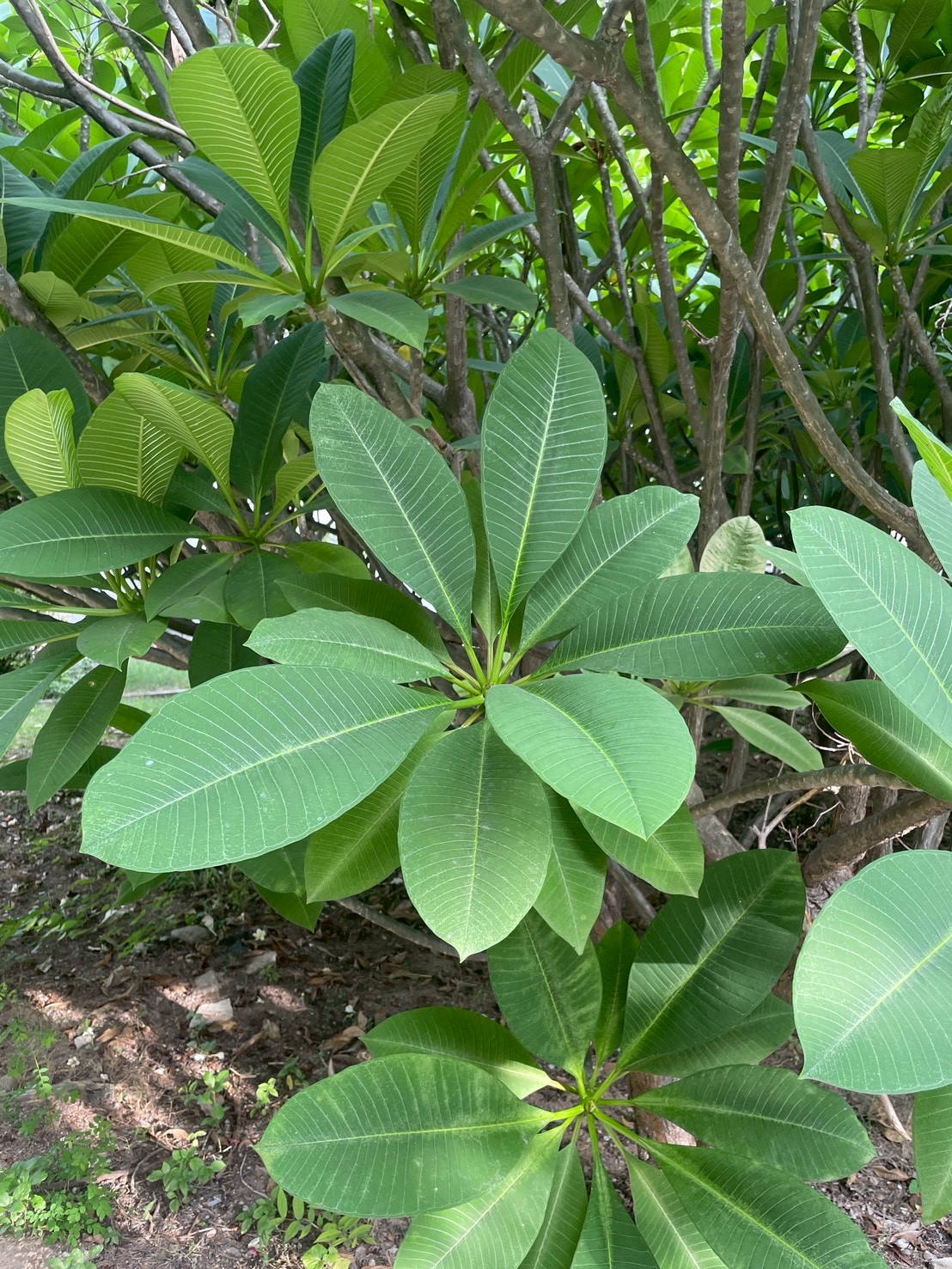 ลีลาวดี (leaf)