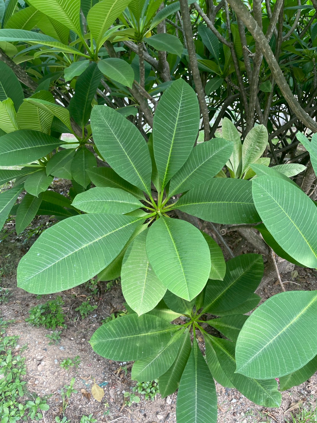ลีลาวดี (leaf)