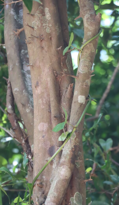มะนาวผี (trunk)