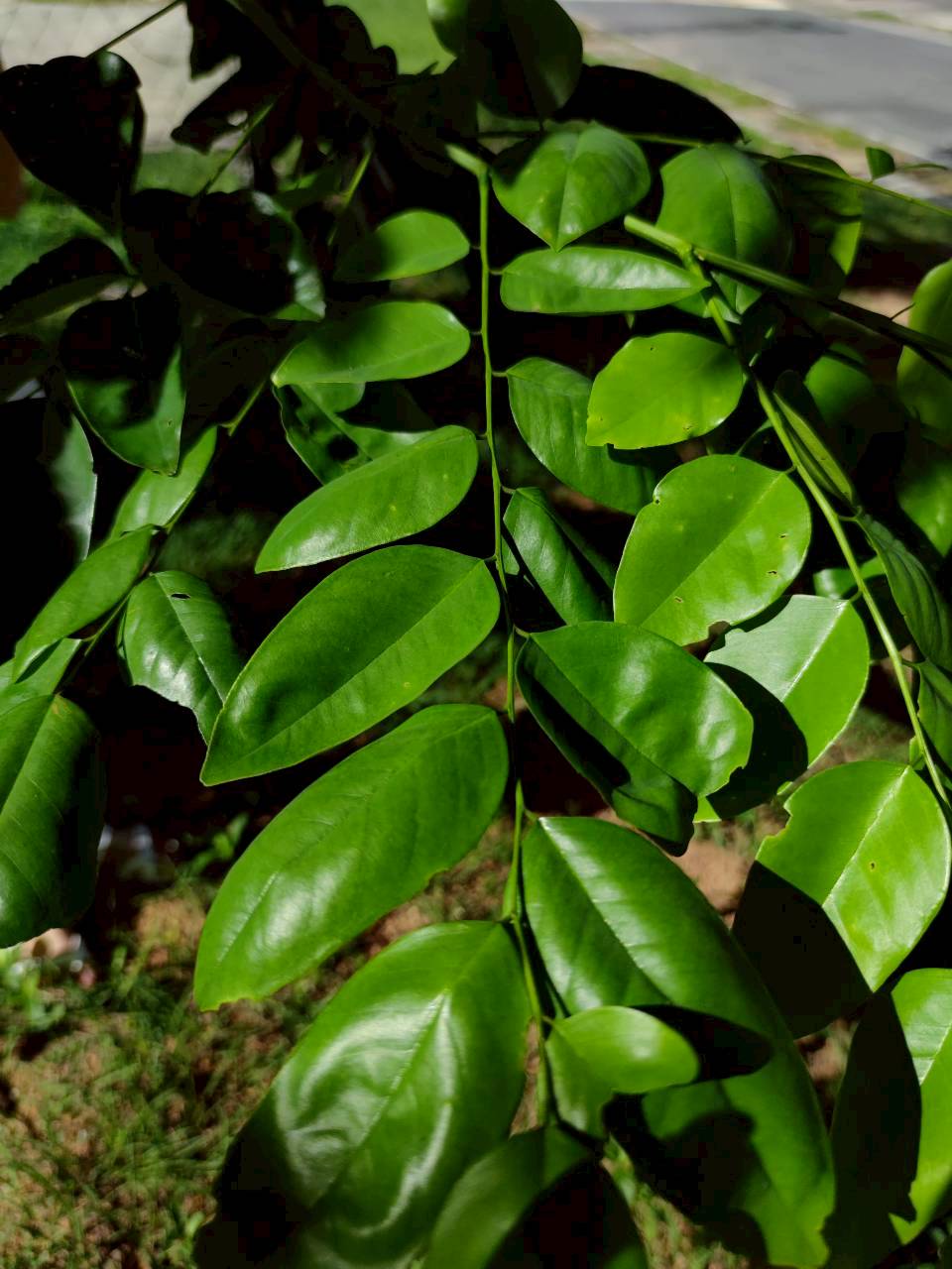 ประดู่บ้าน (leaf)