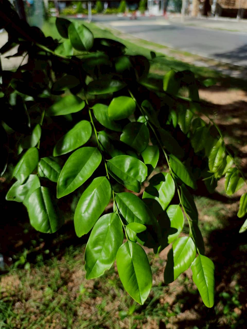 ประดู่บ้าน (leaf)