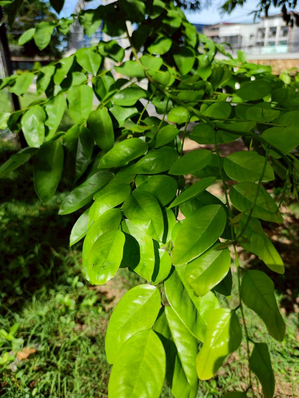 ประดู่บ้าน (leaf)
