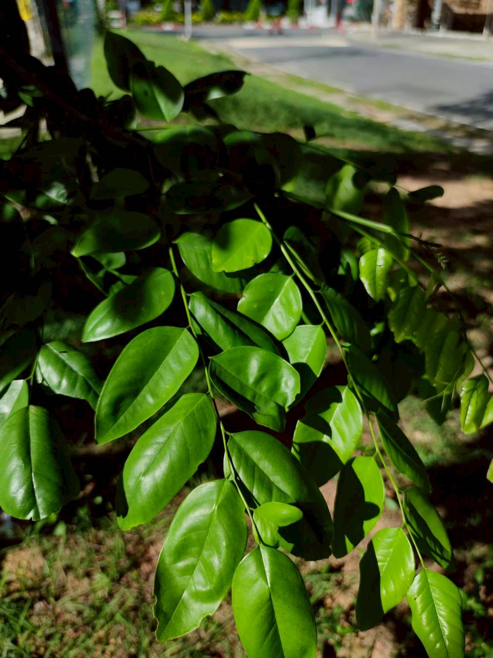 ประดู่บ้าน (leaf)