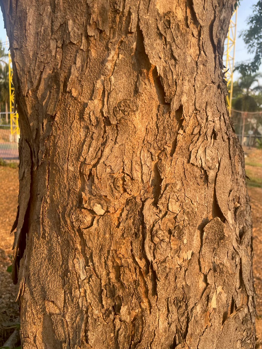 ประดู่บ้าน (trunk)