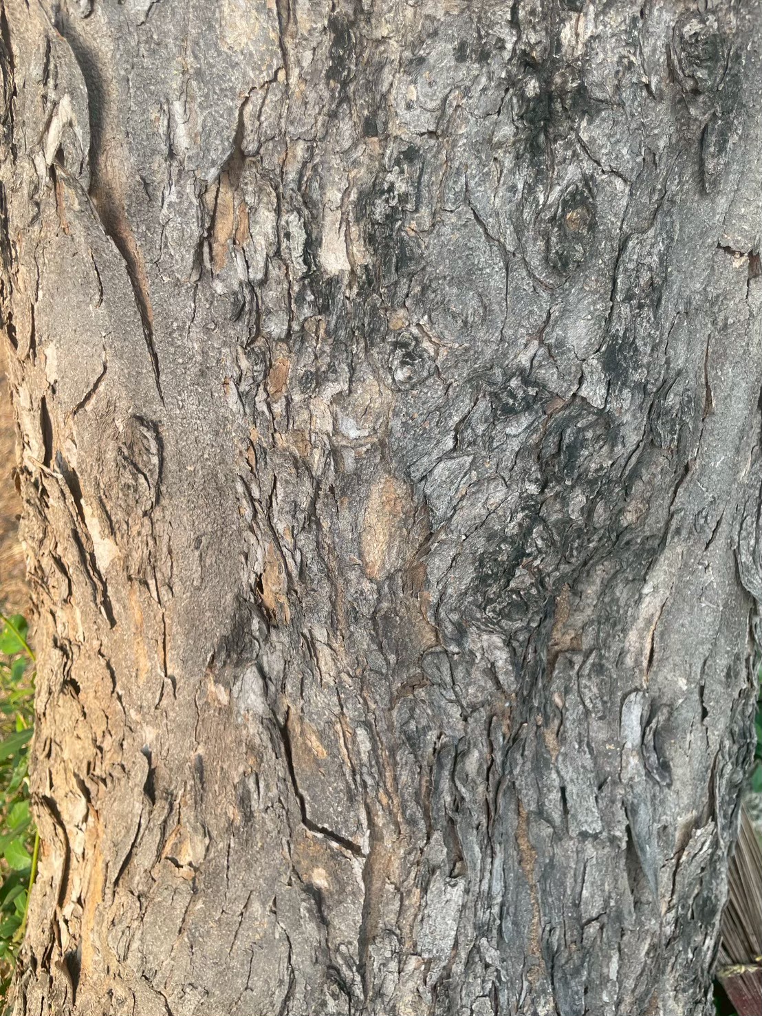 ประดู่บ้าน (trunk)