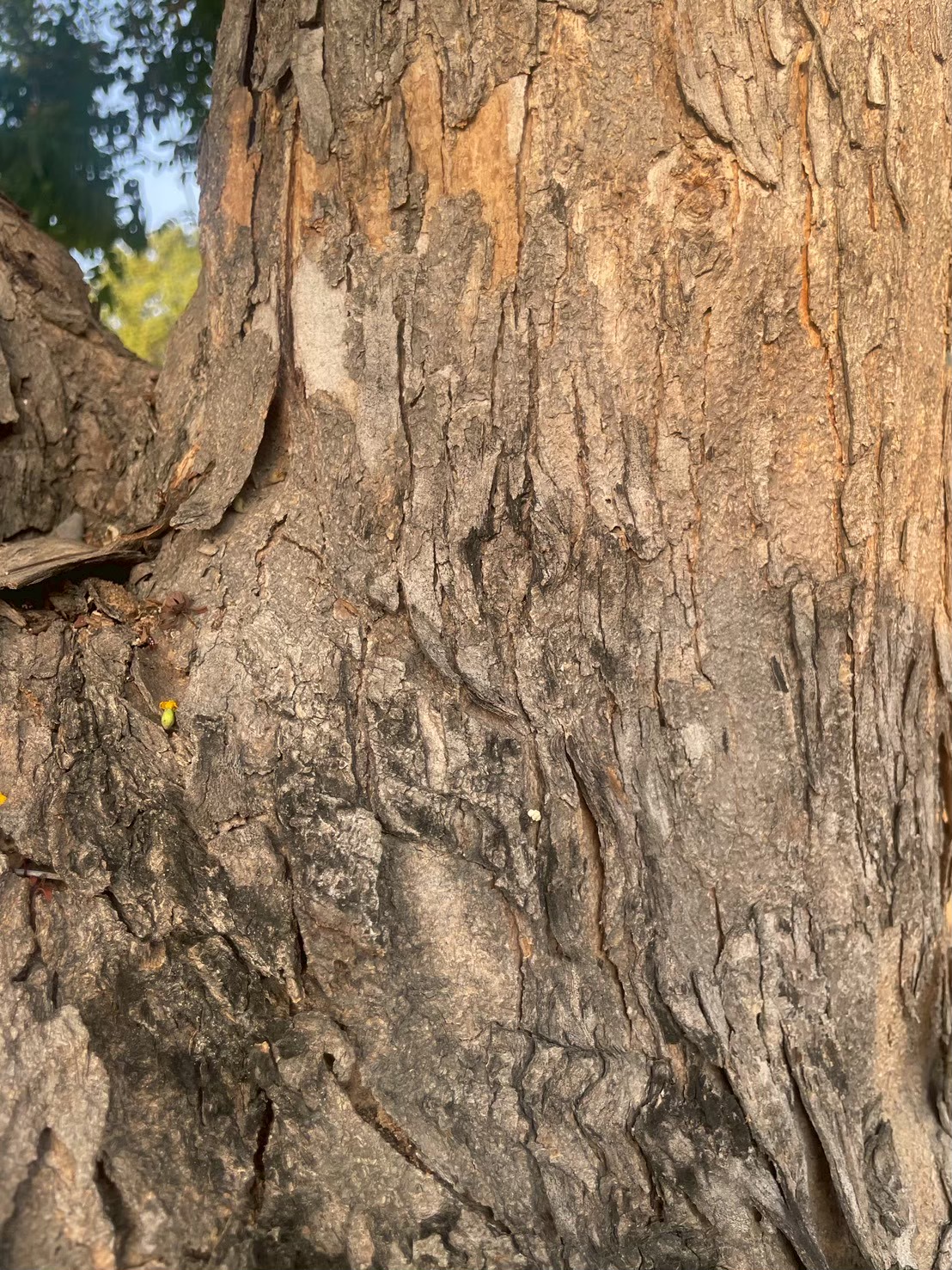 ประดู่บ้าน (trunk)