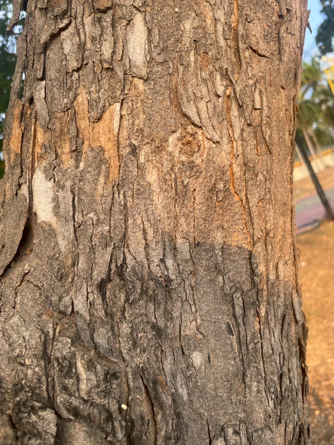 ประดู่บ้าน (trunk)