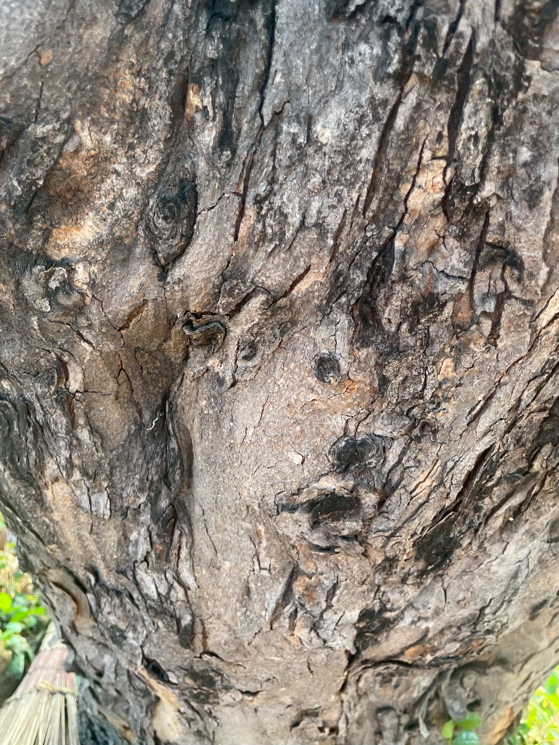 ประดู่บ้าน (trunk)
